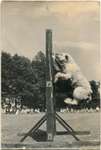 1958 - IZ0071