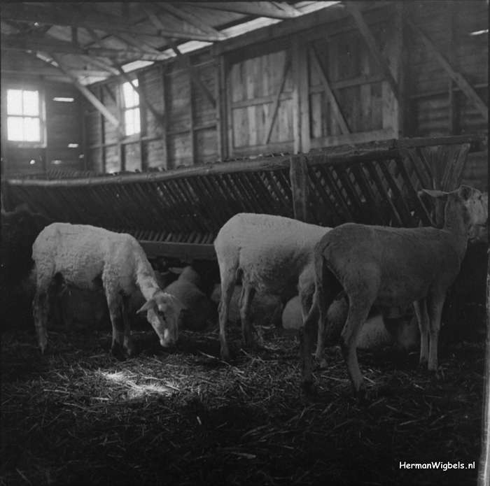 ca. 1957 - dsc_24518