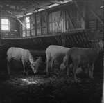 ca. 1957 - dsc_24518