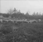 ca. 1961 - dsc_24530