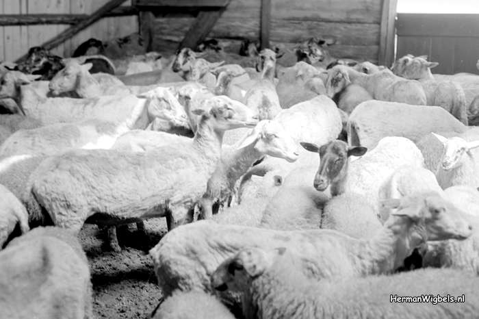 1963 - haw_56103