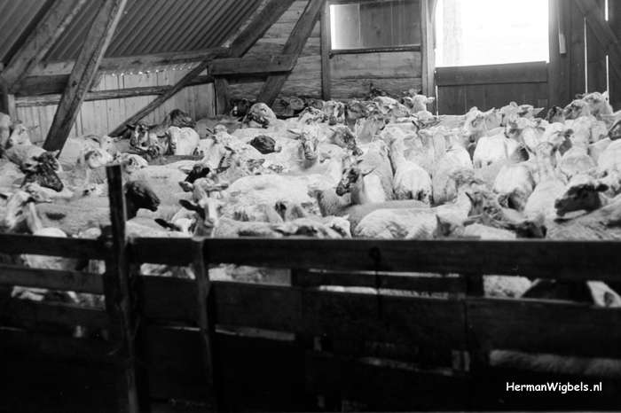 1963 - haw_56109