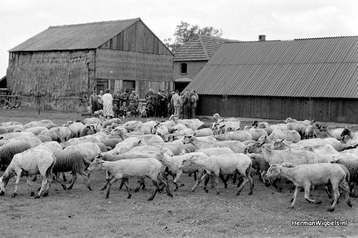 1963 - haw_56113
