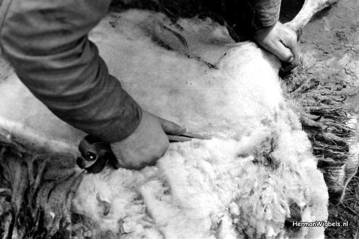 1963 - haw_56116