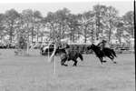1964 - haw_56932