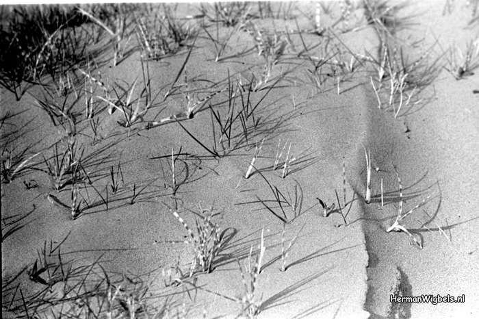 1967 - haw_59199