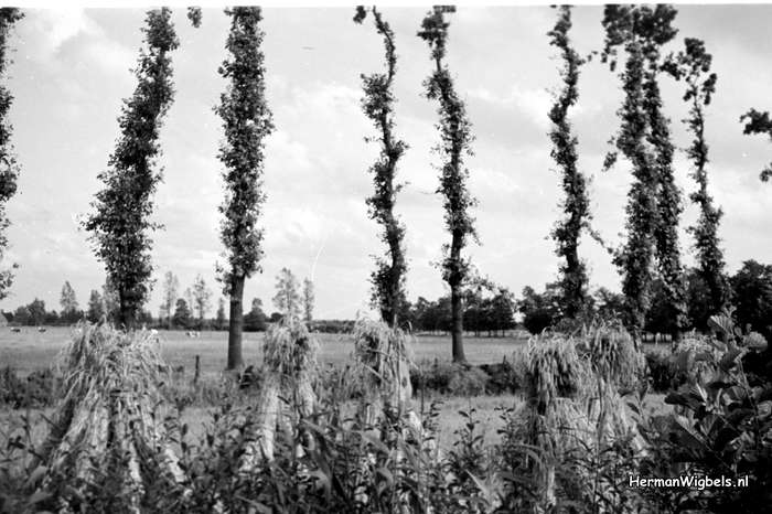 1958 - haw_59907