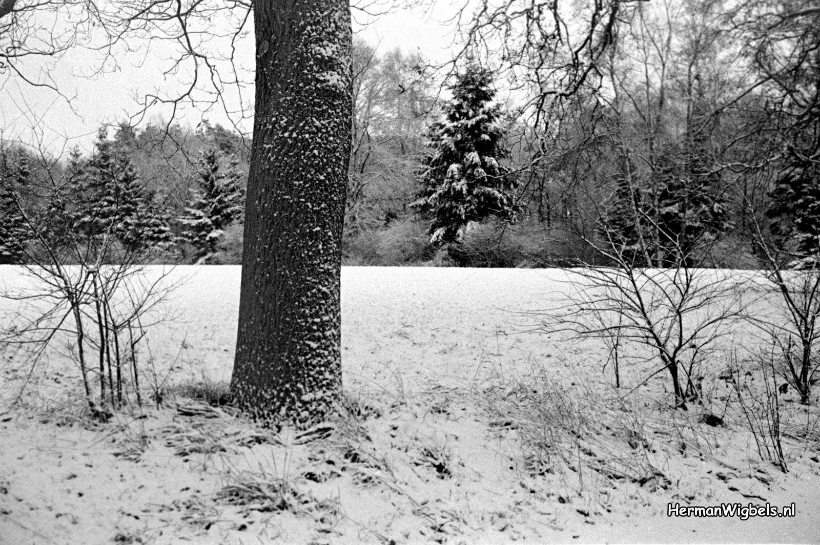 1958 - haw_59914