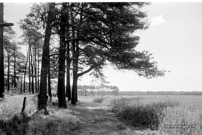 1958 - haw_59925