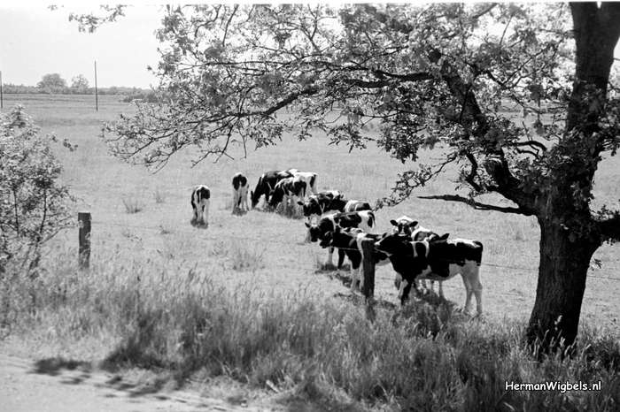 1958 - haw_59926