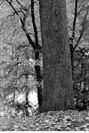 1962 - haw_60128