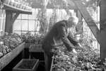 1961 - haw_60290