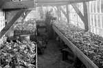1961 - haw_60291