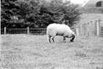 1968 - haw_60413
