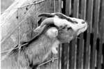1968 - haw_60414