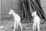 1968 - haw_60417