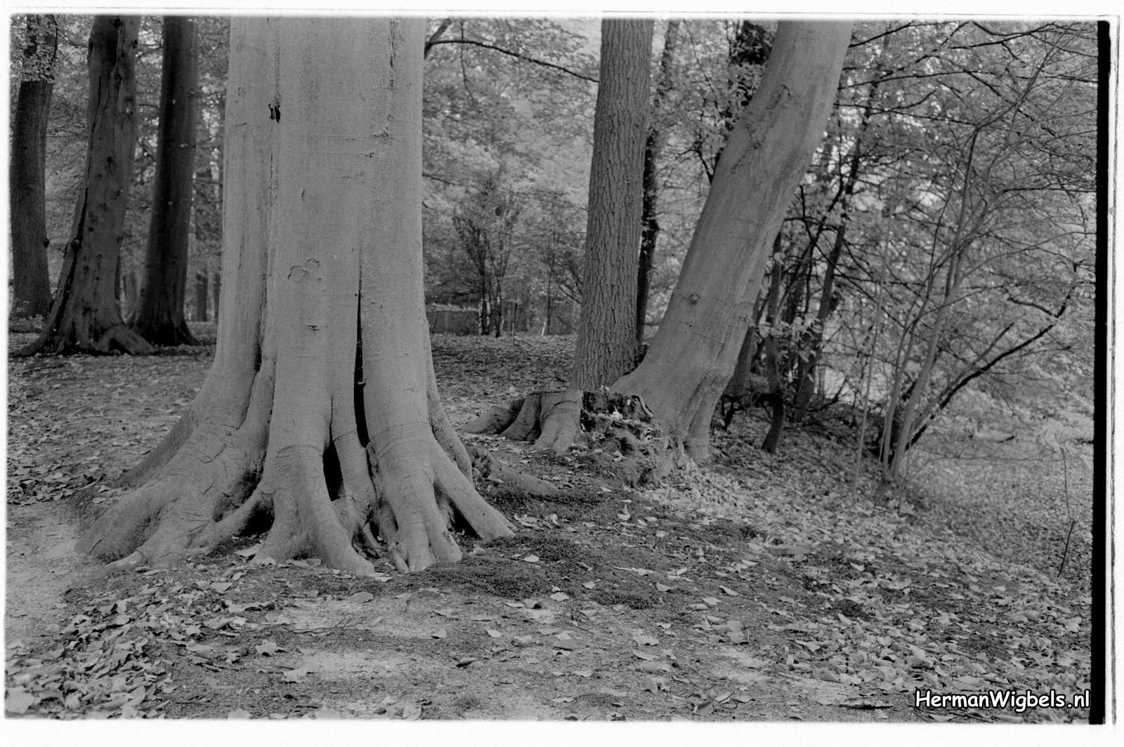 1971 - haw_64087