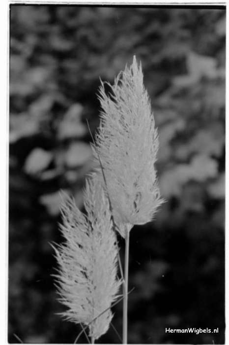 1971 - haw_64093