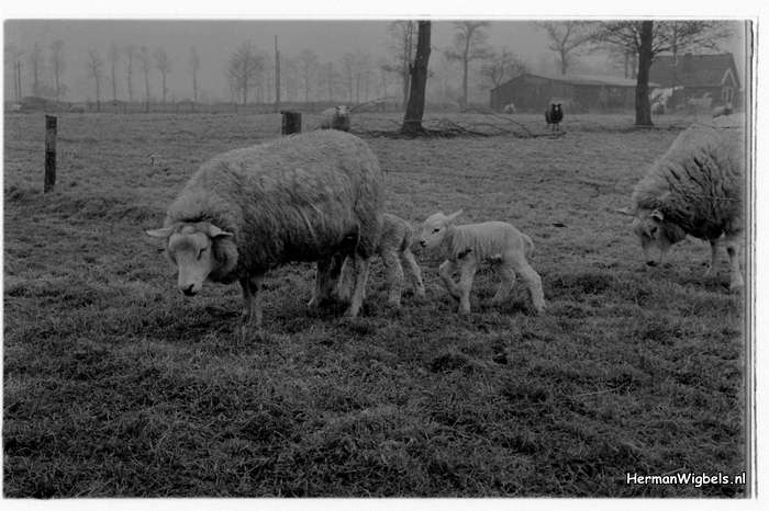 1972 - haw_64660