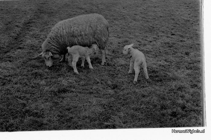 1972 - haw_64661